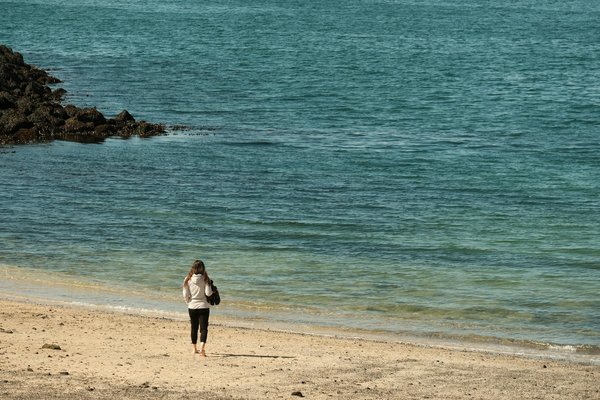 Exploring Holistic Strategies for UK Veterinarians in Treating Chronic Pet Conditions